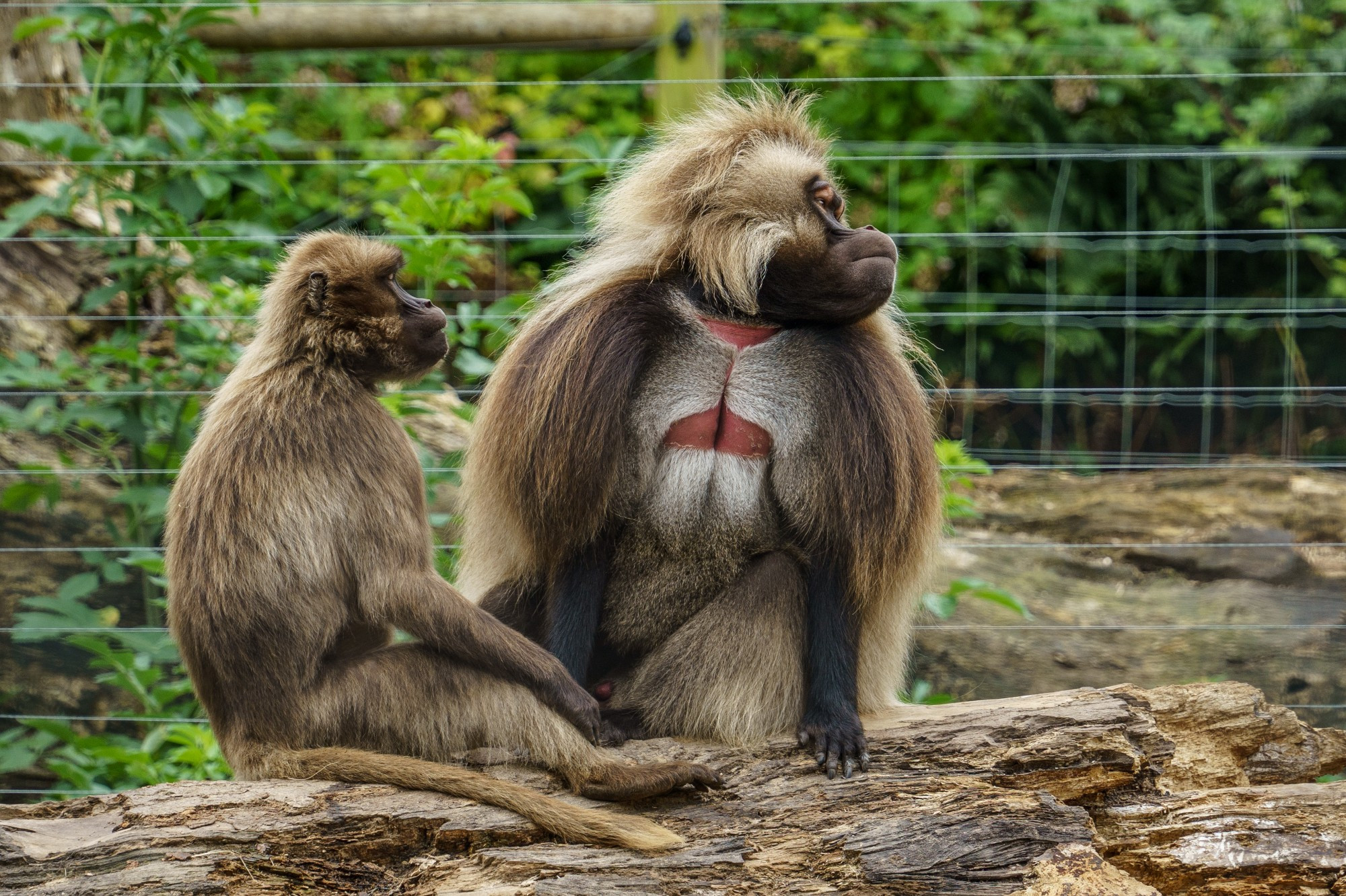 Jersey Zoo, Джерси