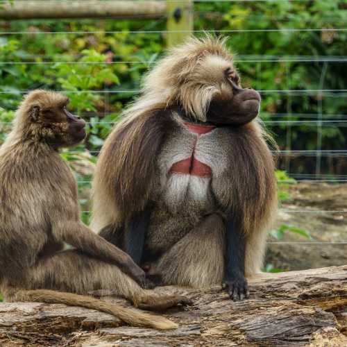 Jersey Zoo, Джерси