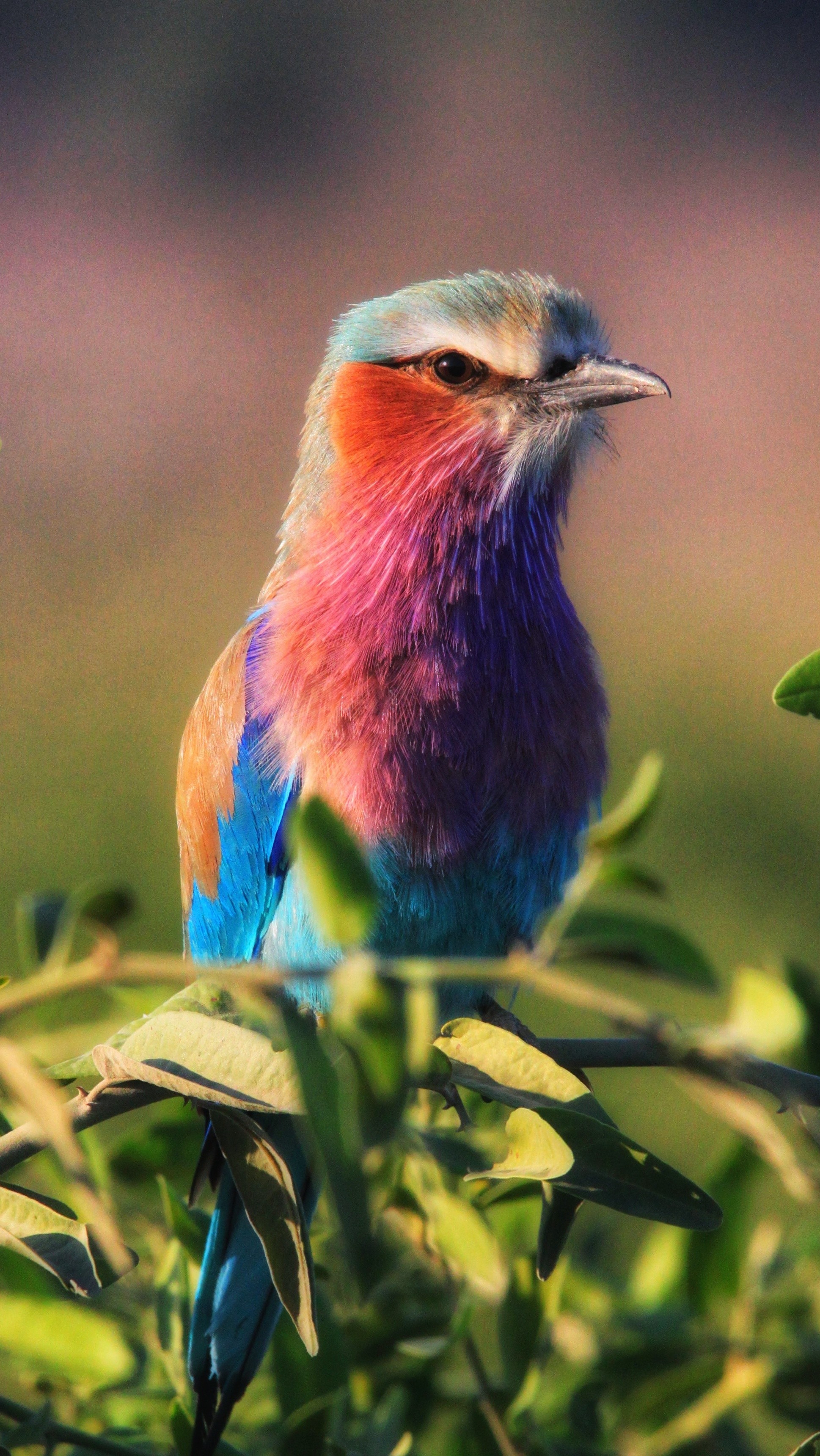 Lialaq Crested Roller