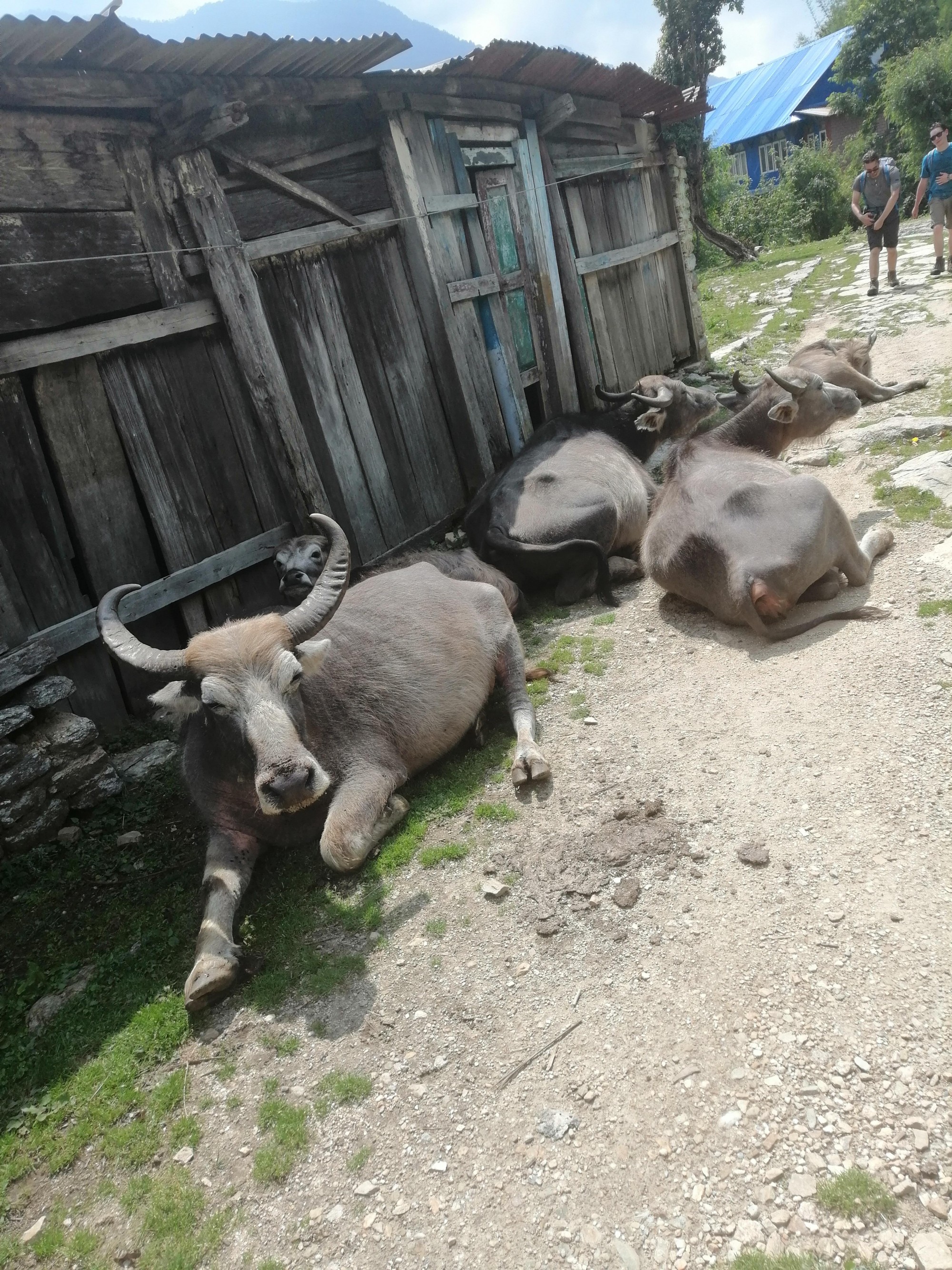 Nepal