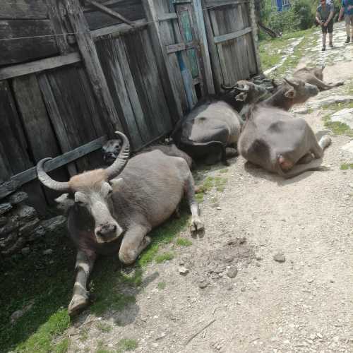 Nepal