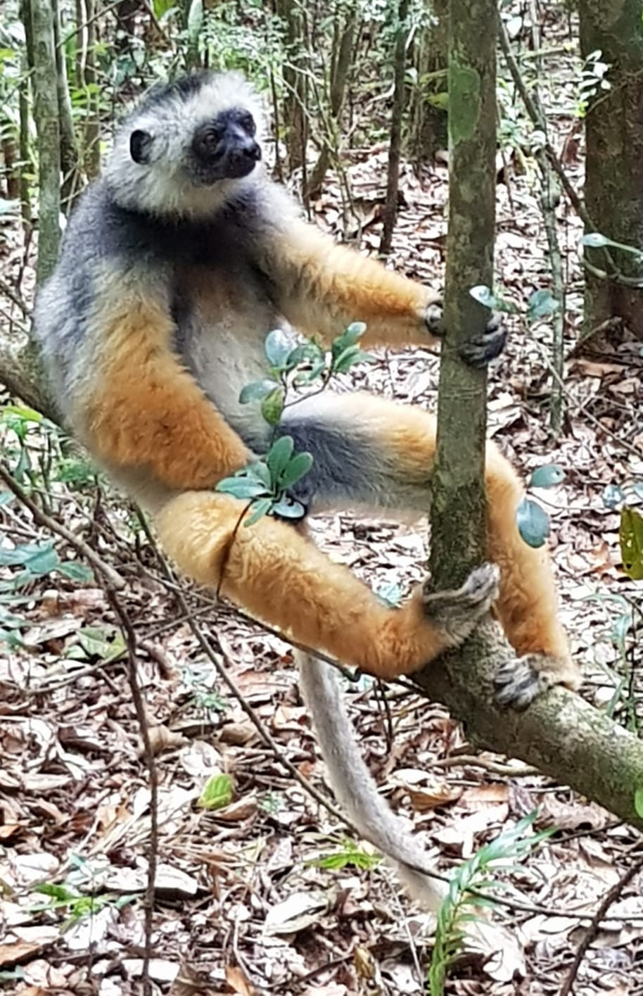 Madagascar