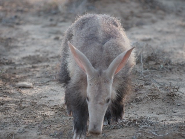 South Africa