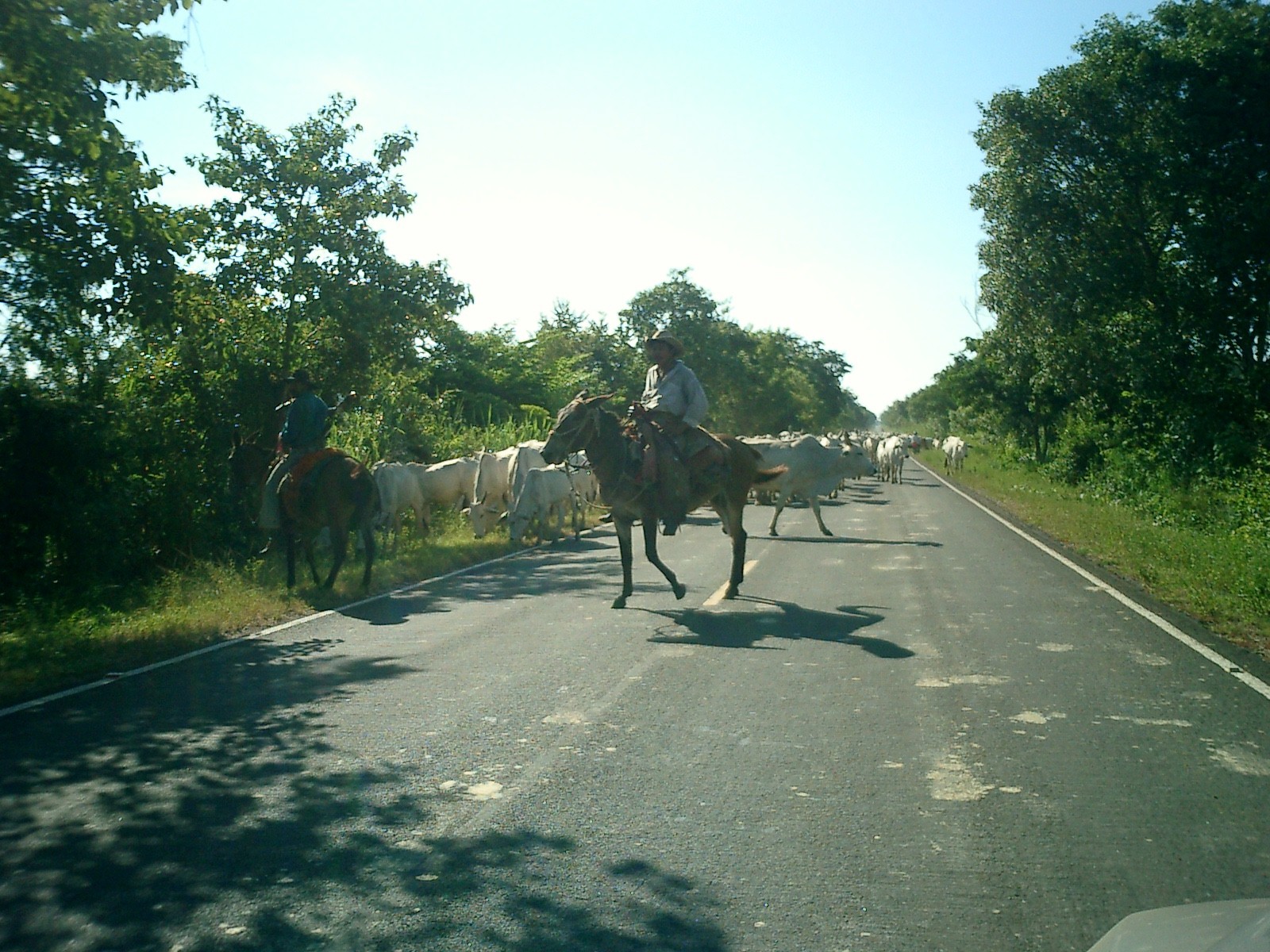 Pantaneiros Cowboys moving their herd of cows from flooded areas to dry land. It took us at least 20 minutes to drive through the herd.