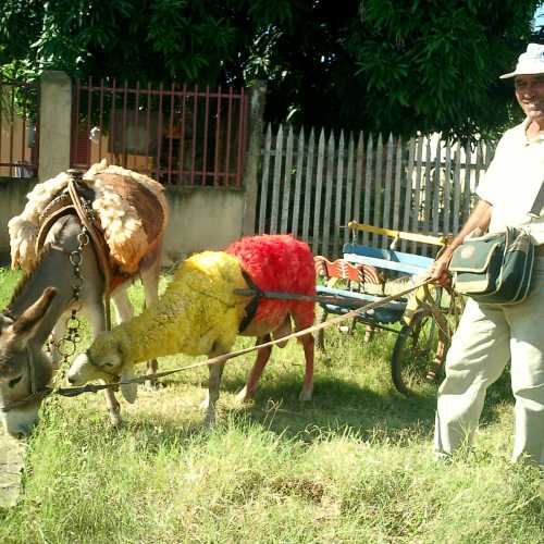 A local resident feeding his animals