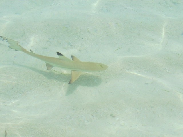 Kuredu Island, Maldives