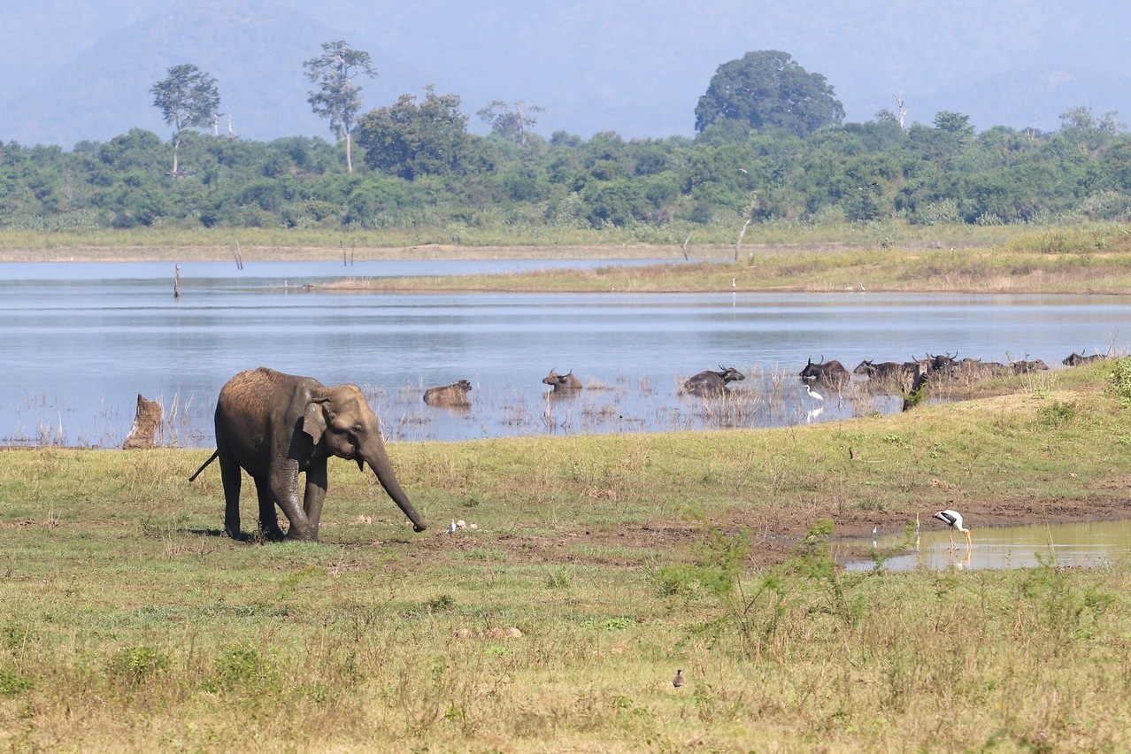 Sri Lanka