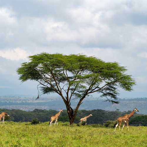 Kenya