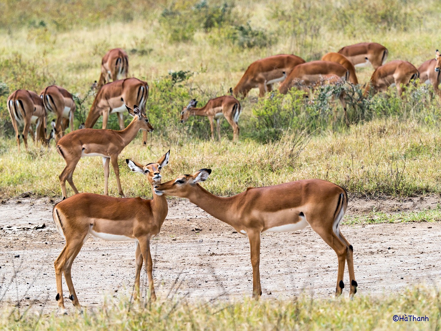 Kenya