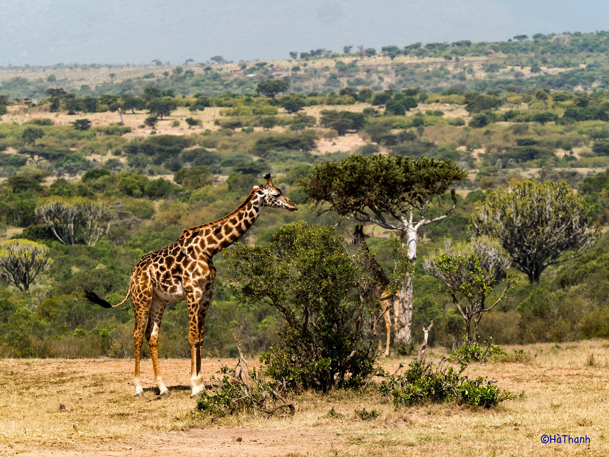 Kenya