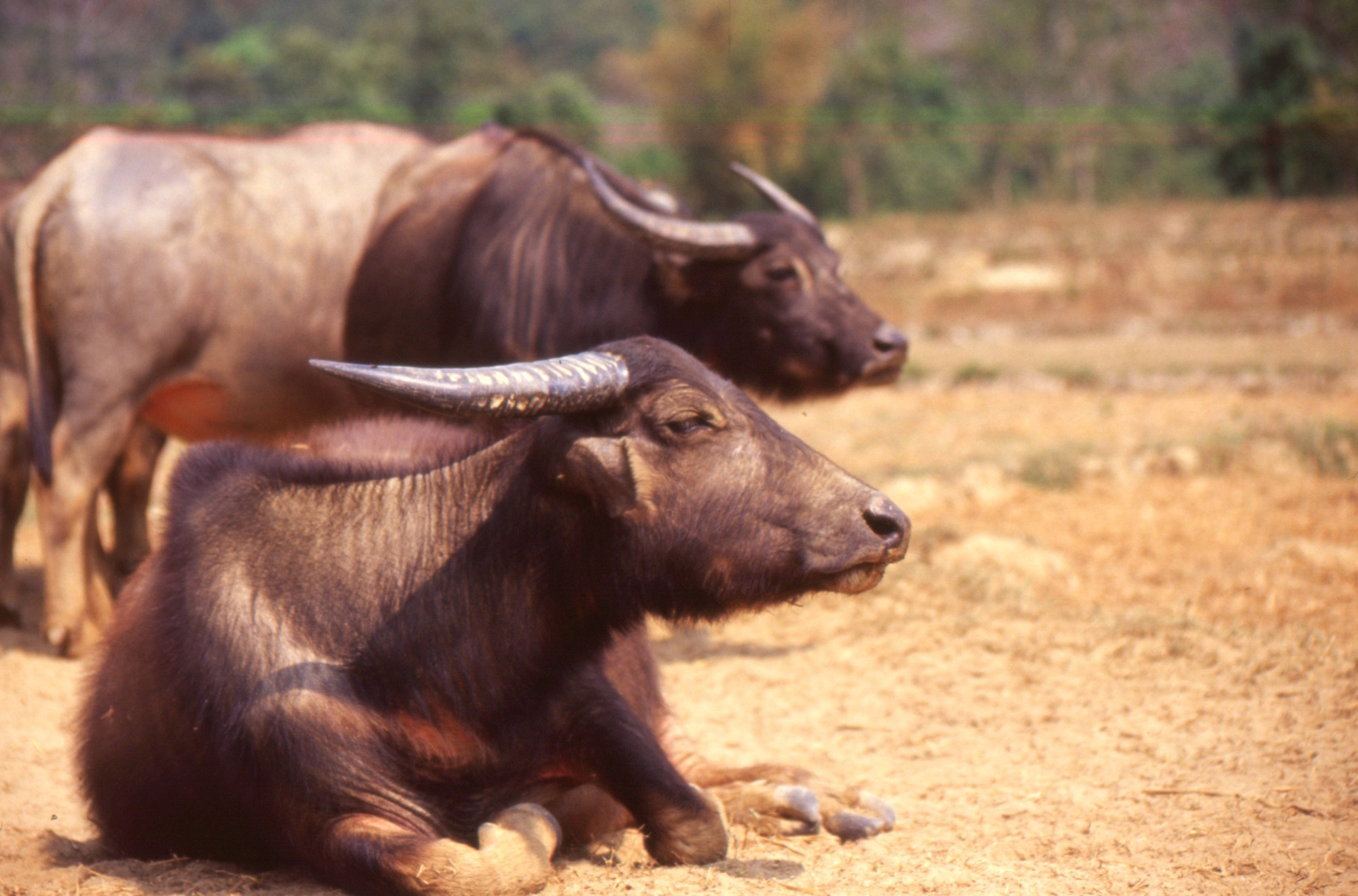 Laos