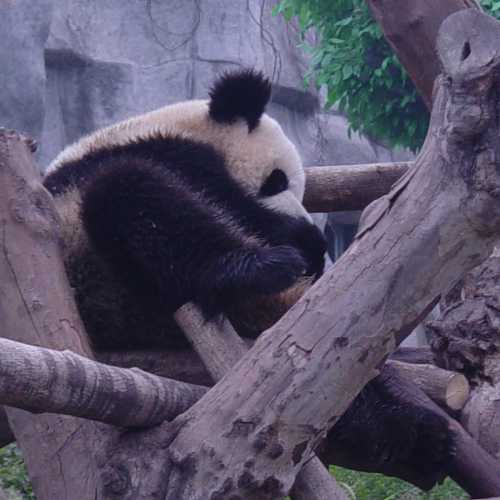 Центр изучения и разведения большой панды, Китай
