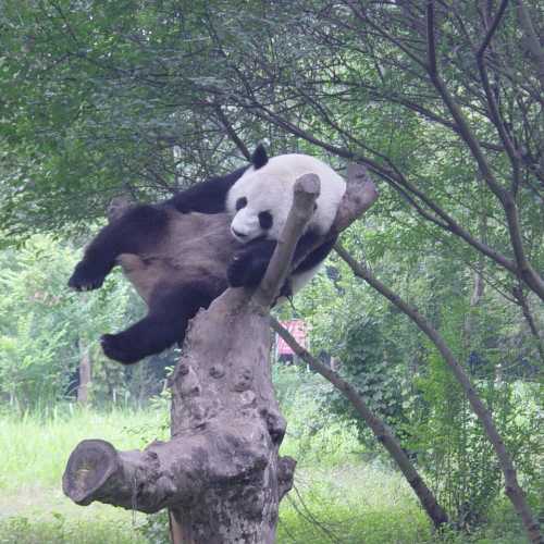 Chengdu Research Base of Giant Panda, China
