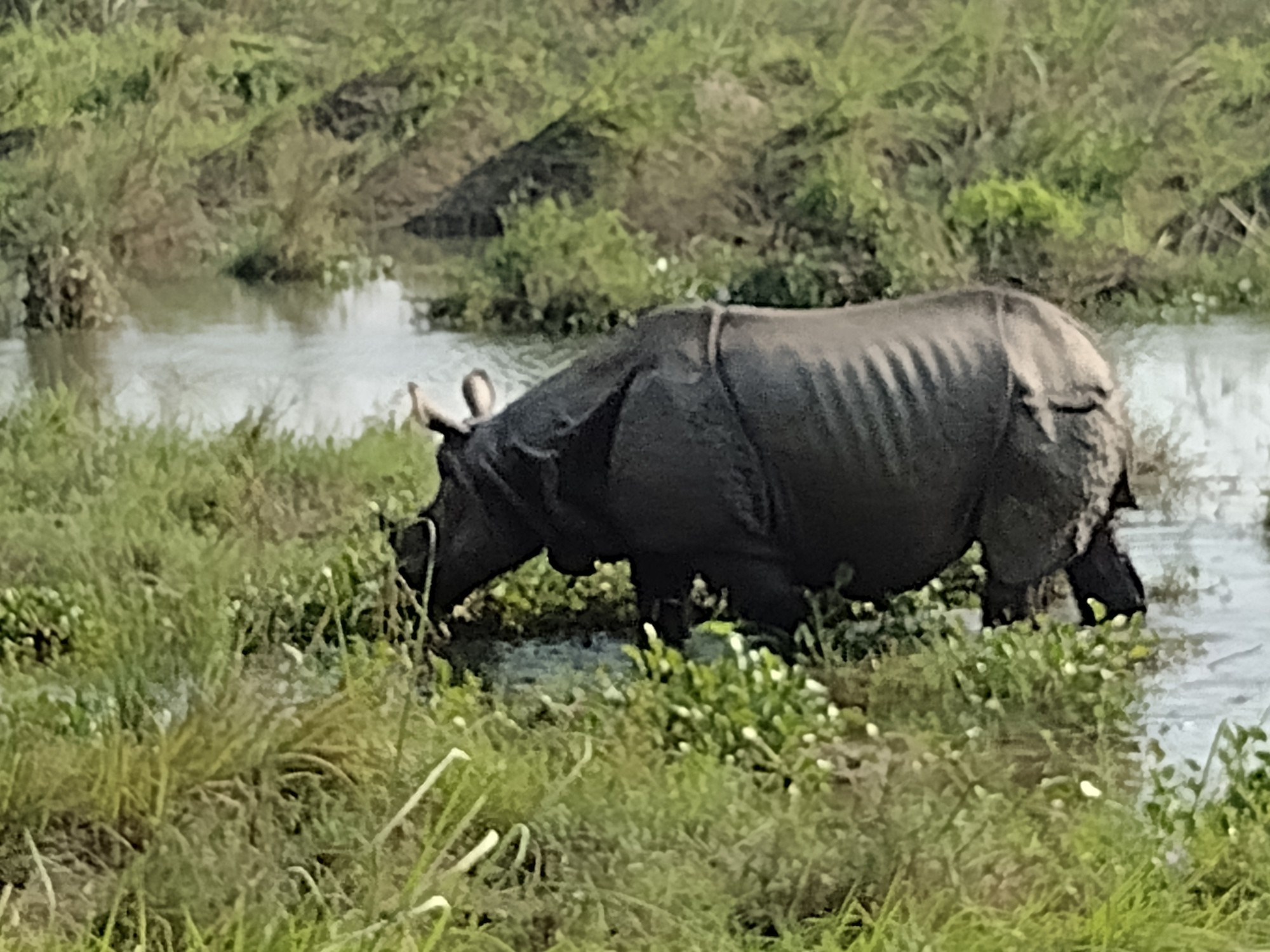 Chitwan National park, Nepal