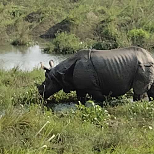 Chitwan National park, Nepal