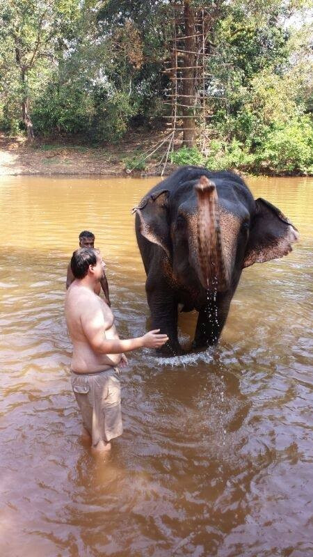 elephants in Goa