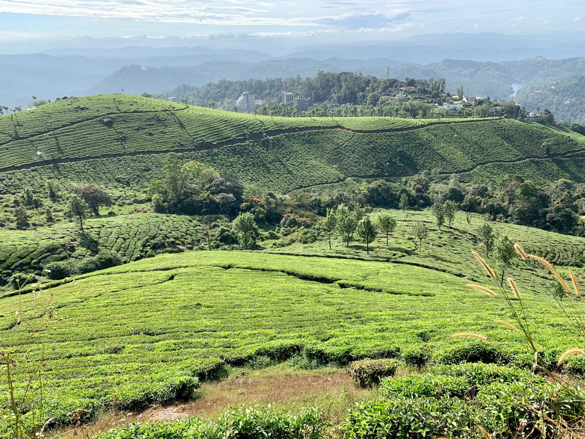 Tea plantation munnar