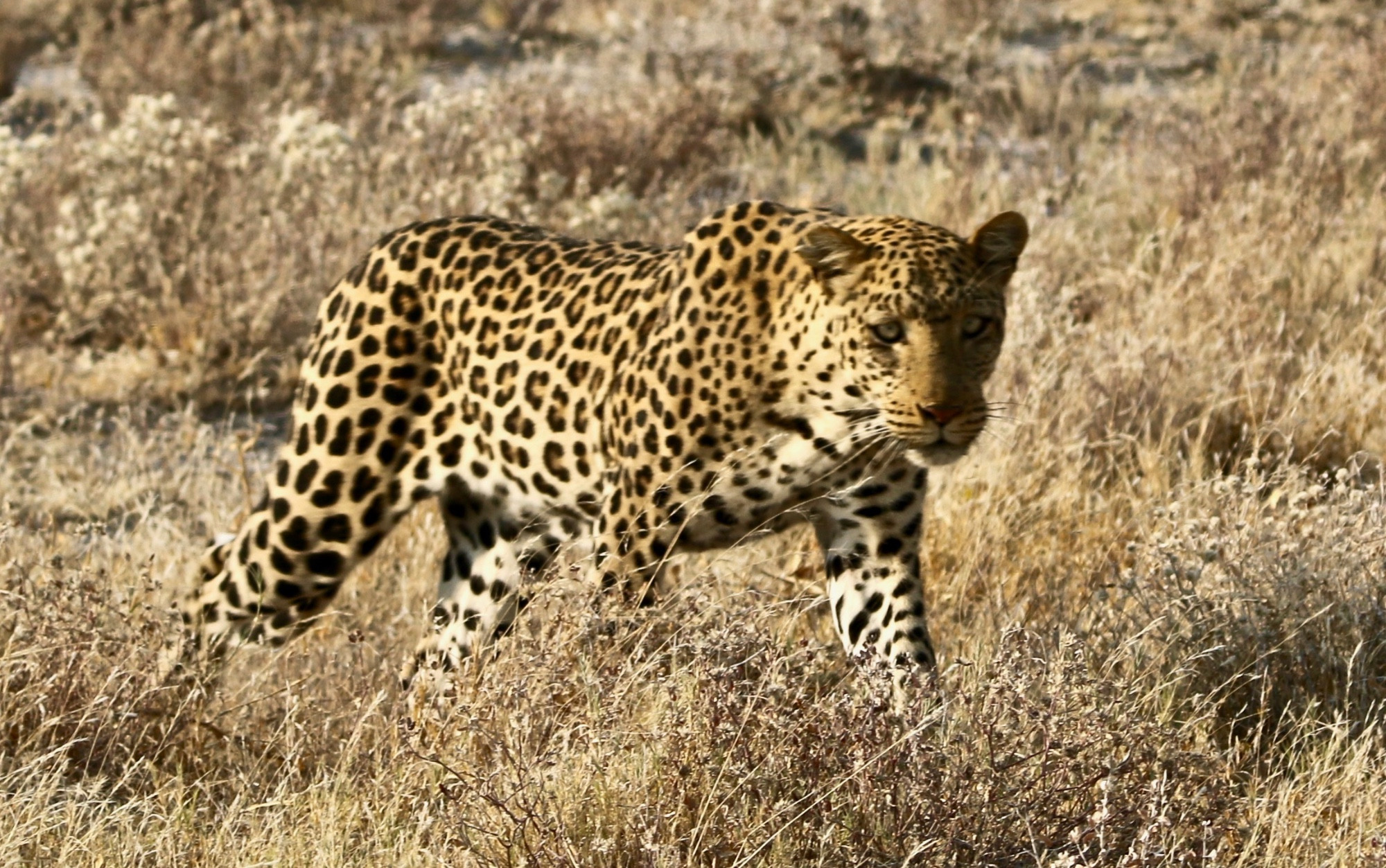 Jaguar in etosha national park 