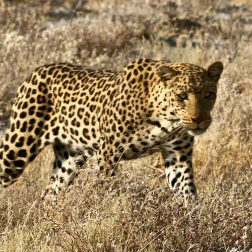 Jaguar in etosha national park 