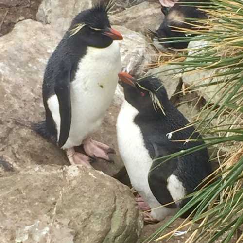 Rockhopper penguins 