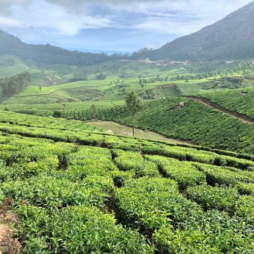 Tea plantation Munnar