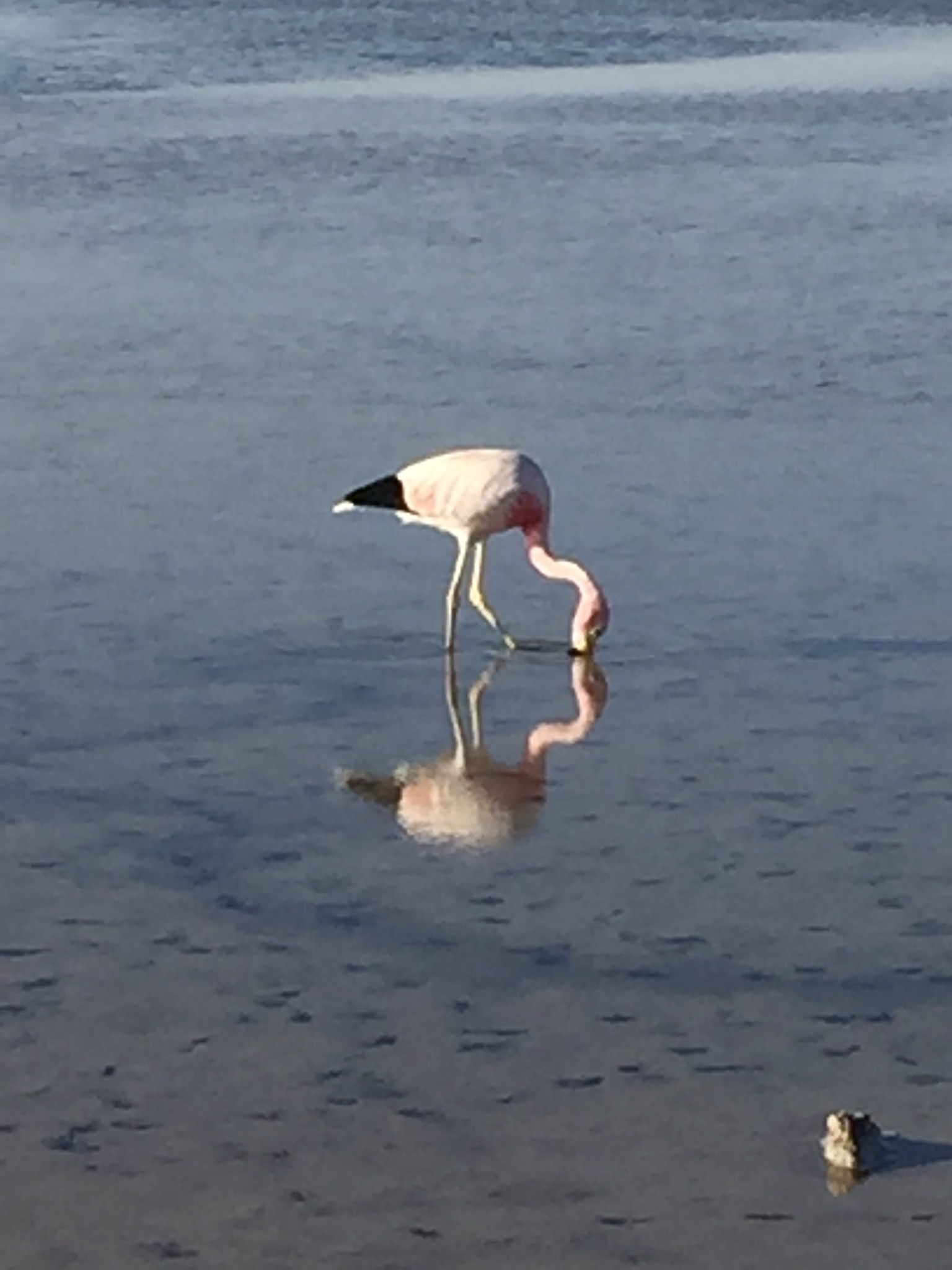 Flamingo 