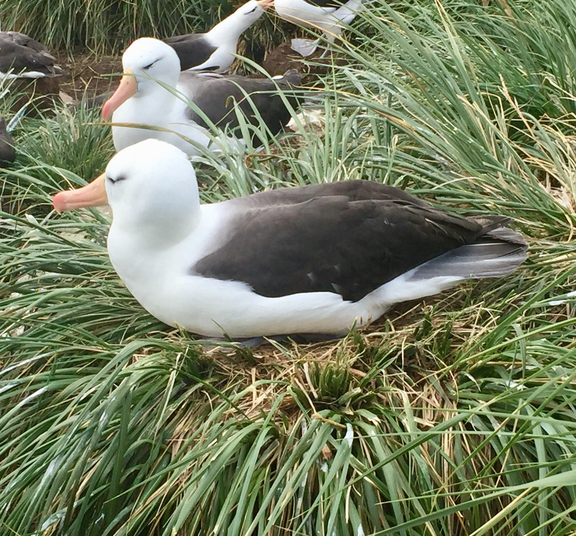 Albatross 