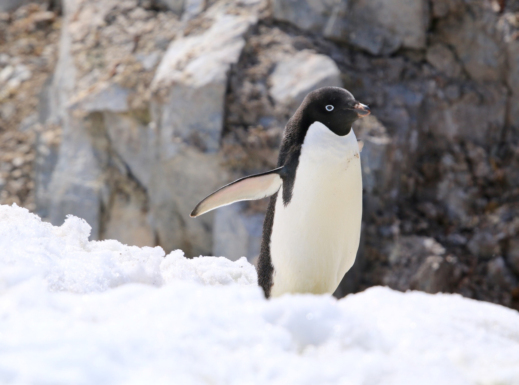 Adele penguin 