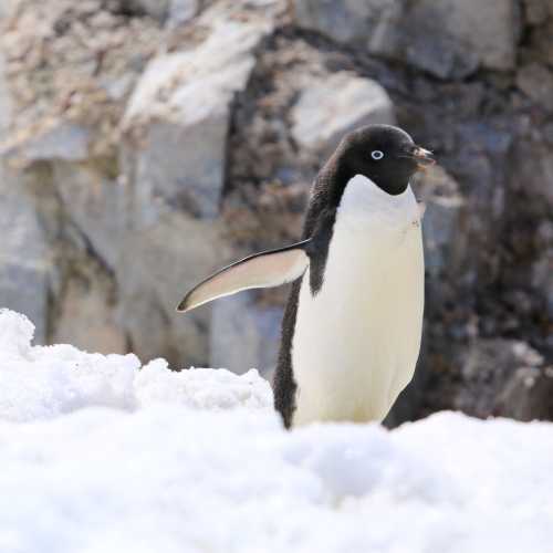 Adele penguin 