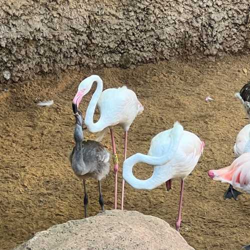 Bioparc, Fuengirola 