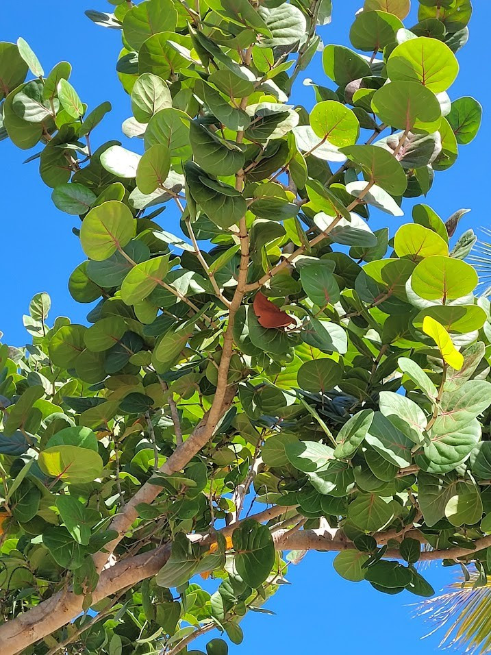 Harvest Caye, Белиз