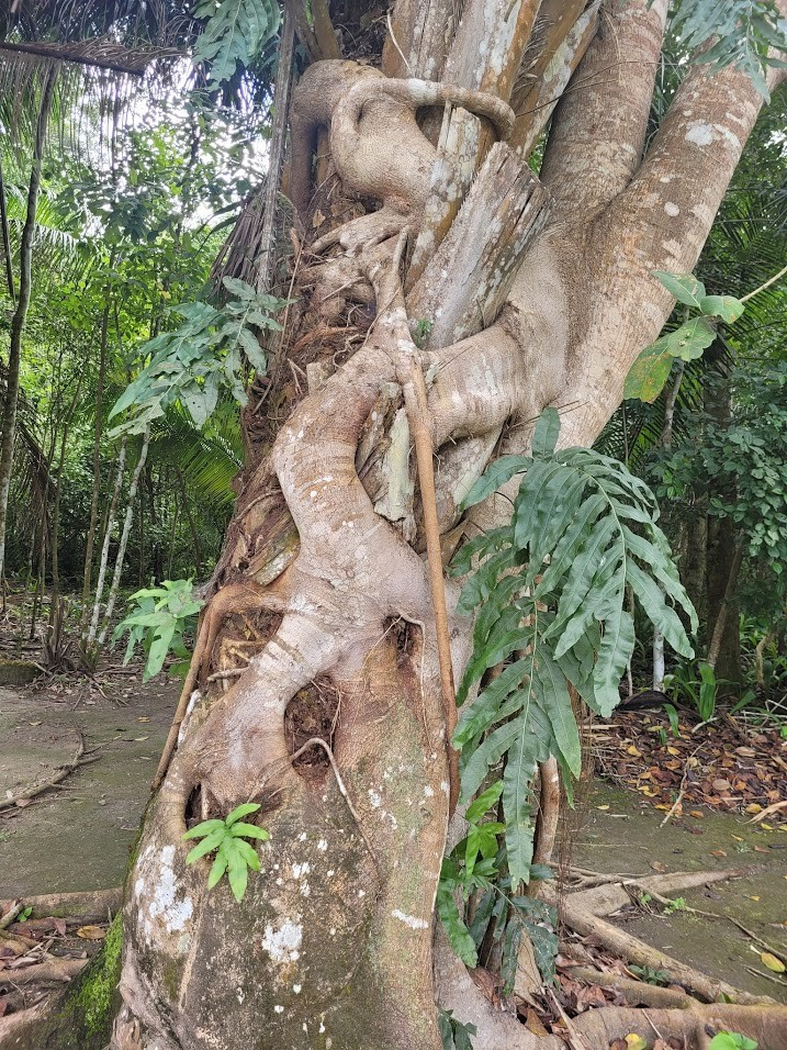 Cozumel, Mexico