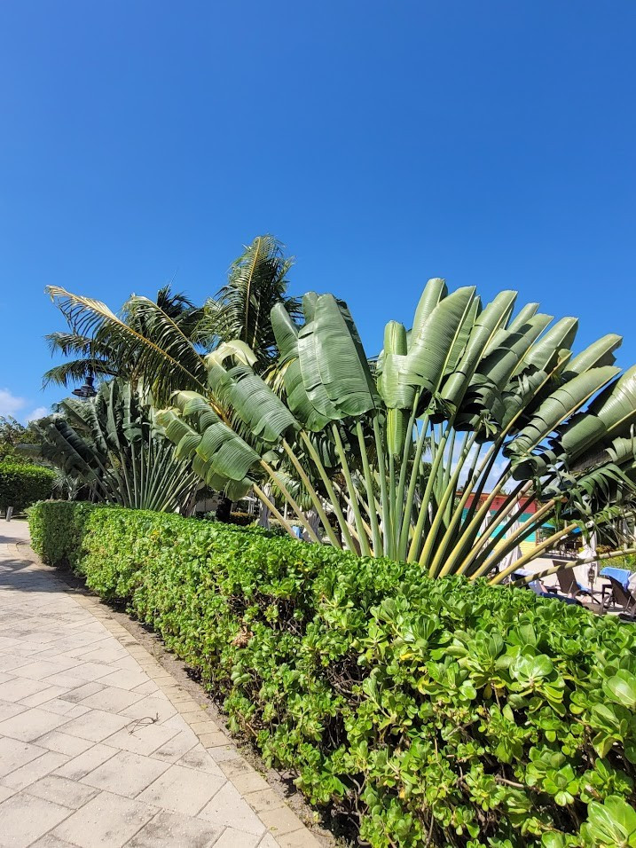 Harvest Caye, Белиз