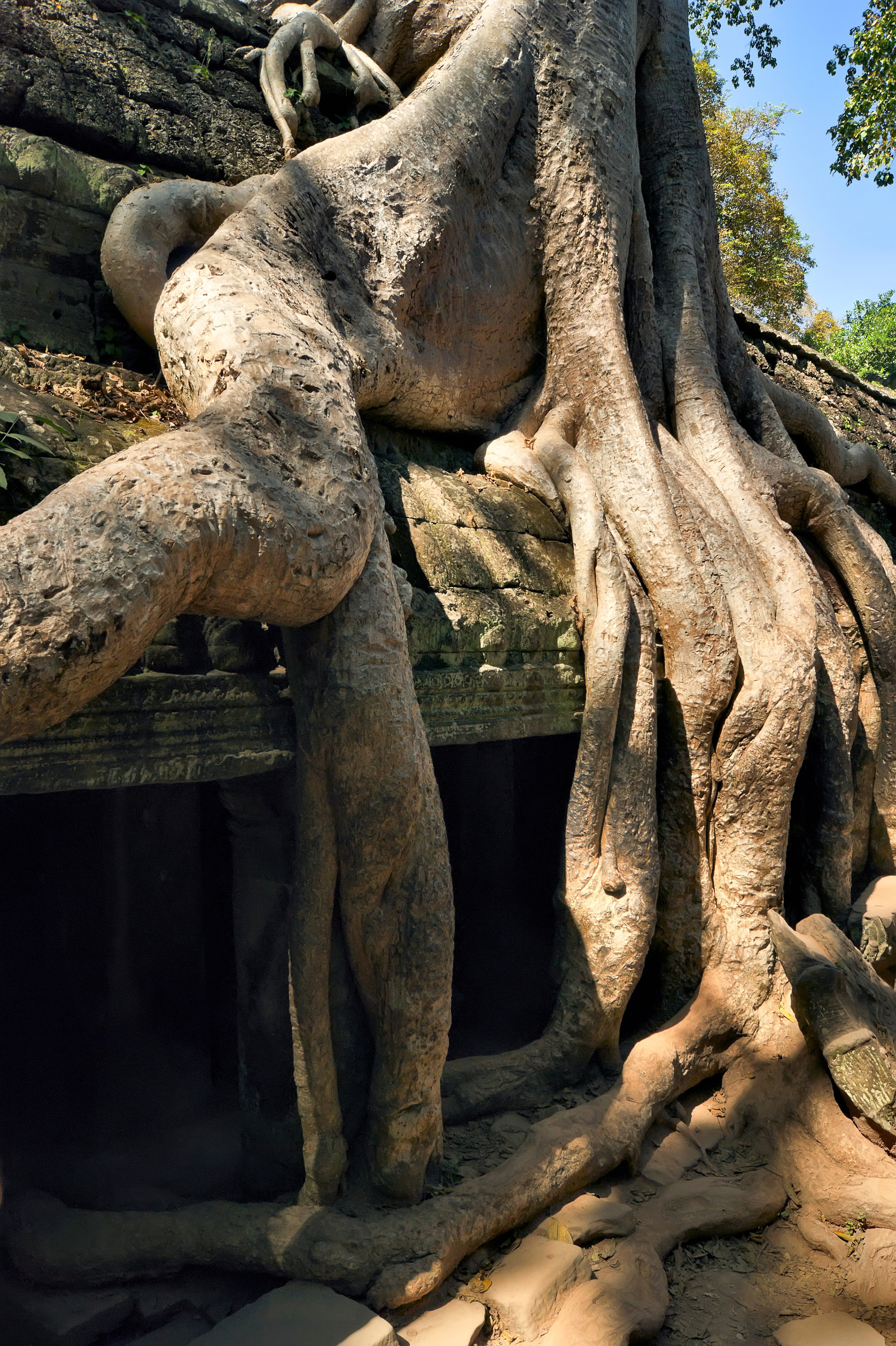 Сиемреап. Храмовый комплекс Ангкор. Деревянное тело на каменном постаменте в храме Та Пром.