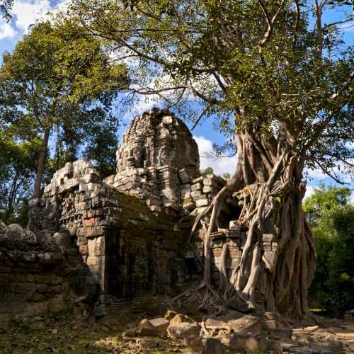 Сиемреап. Храмовый комплекс Ангкор. Башня и баньян храма Та Сом