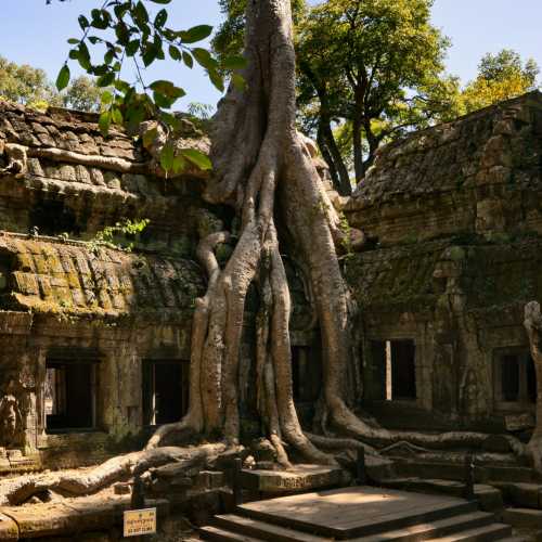 Сиемреап. Храмовый комплекс Ангкор. Самое фотографируемое место в храме Та Пром.
