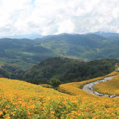 Bua Torng (Sunflowers) spread across the hillsides near Khun Yuam in Mae Hong Son Province.<br/>
Image taken 20 November 2017.