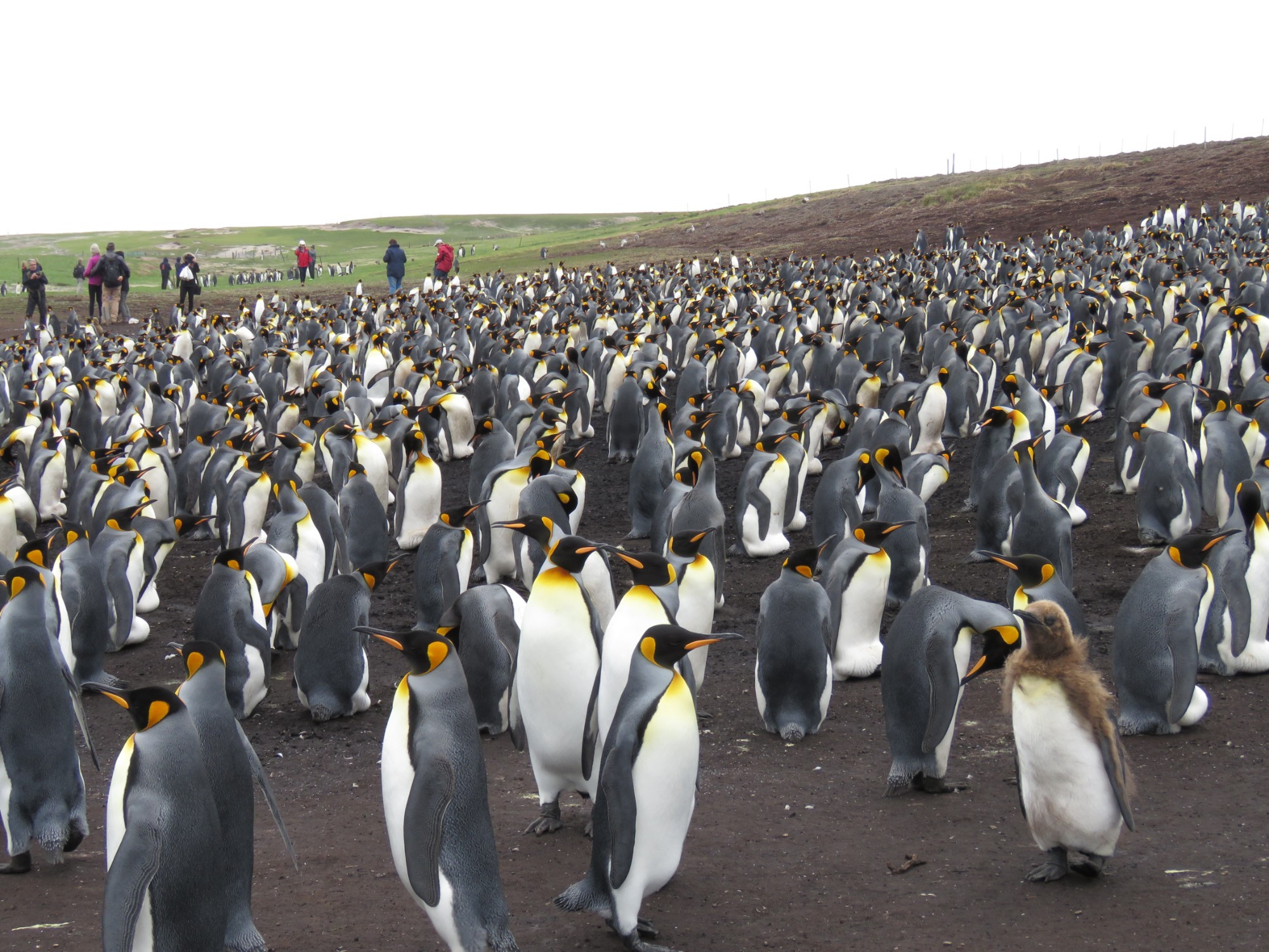 volunteer point, Falkland Islands