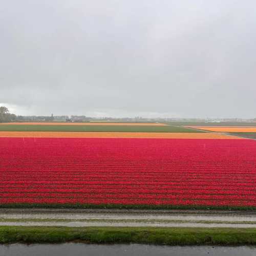 Keukenhof, Netherlands