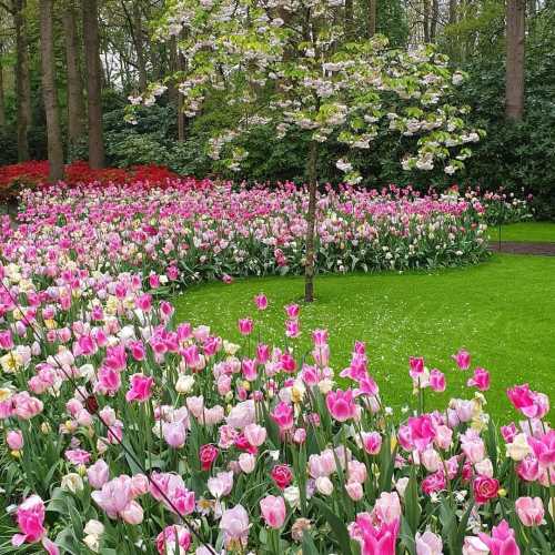 Keukenhof, Netherlands