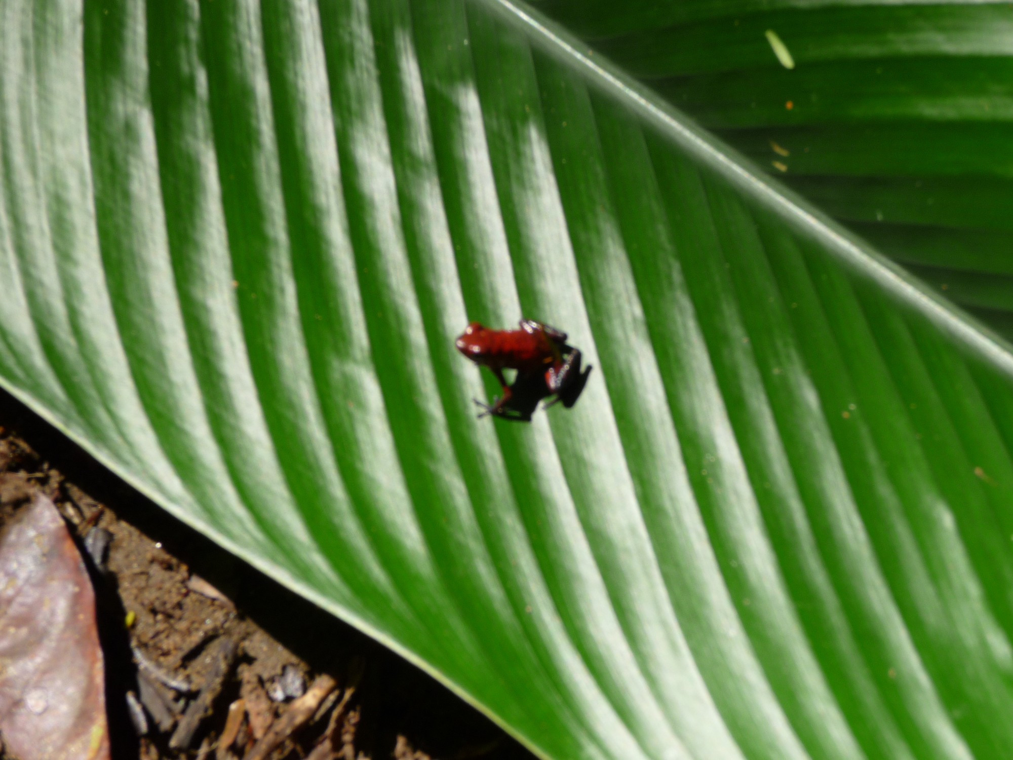 Costa Rica