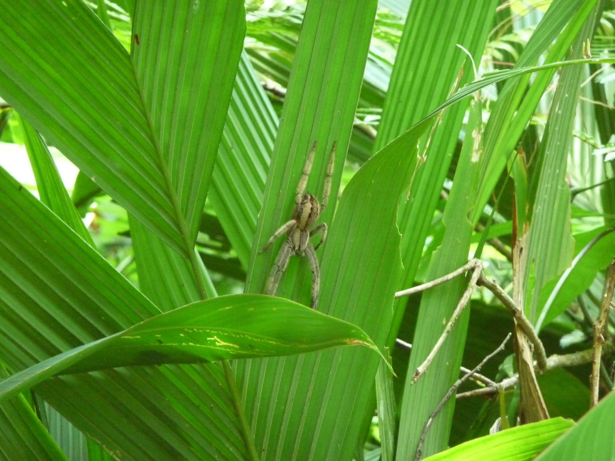 Costa Rica