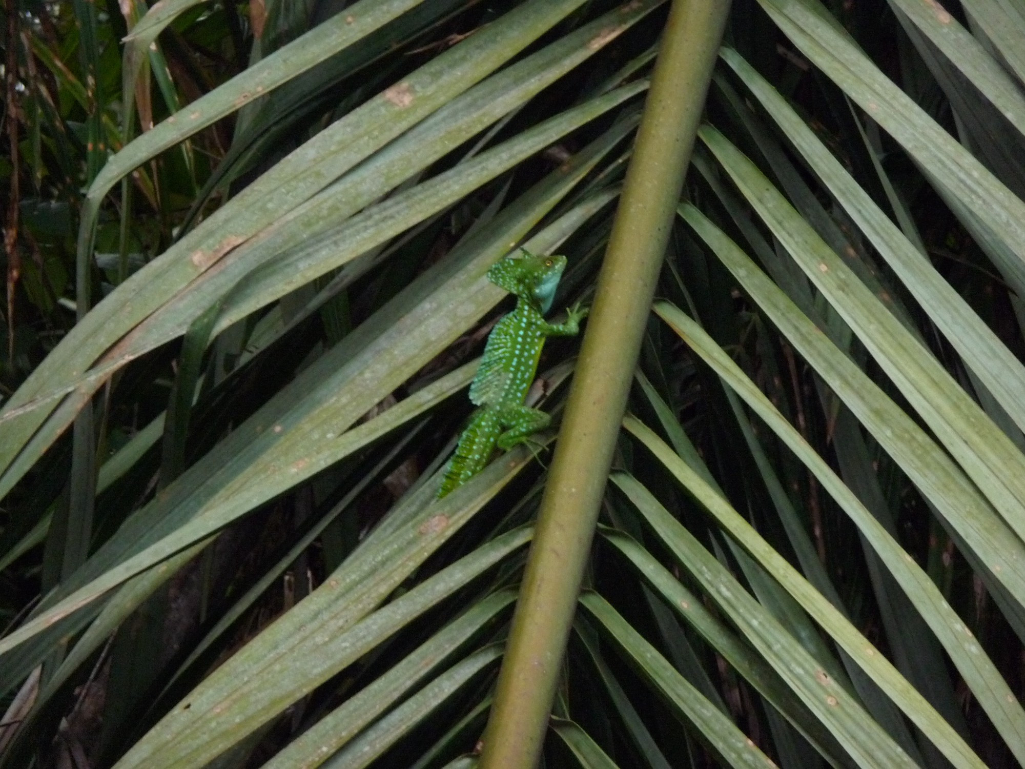 Costa Rica