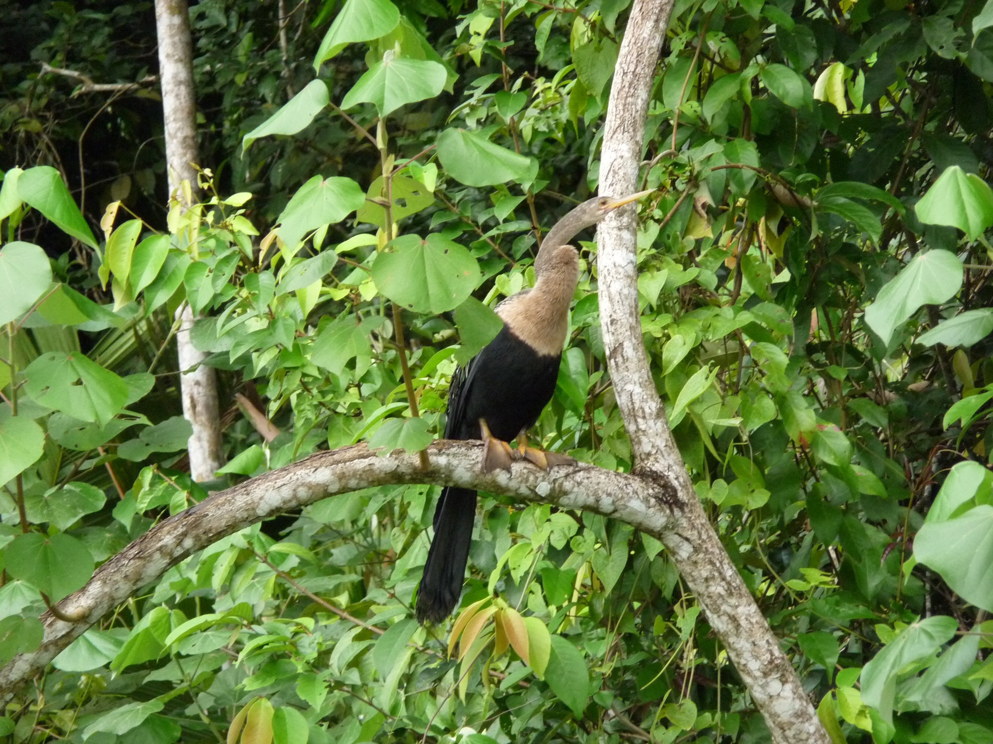 Costa Rica