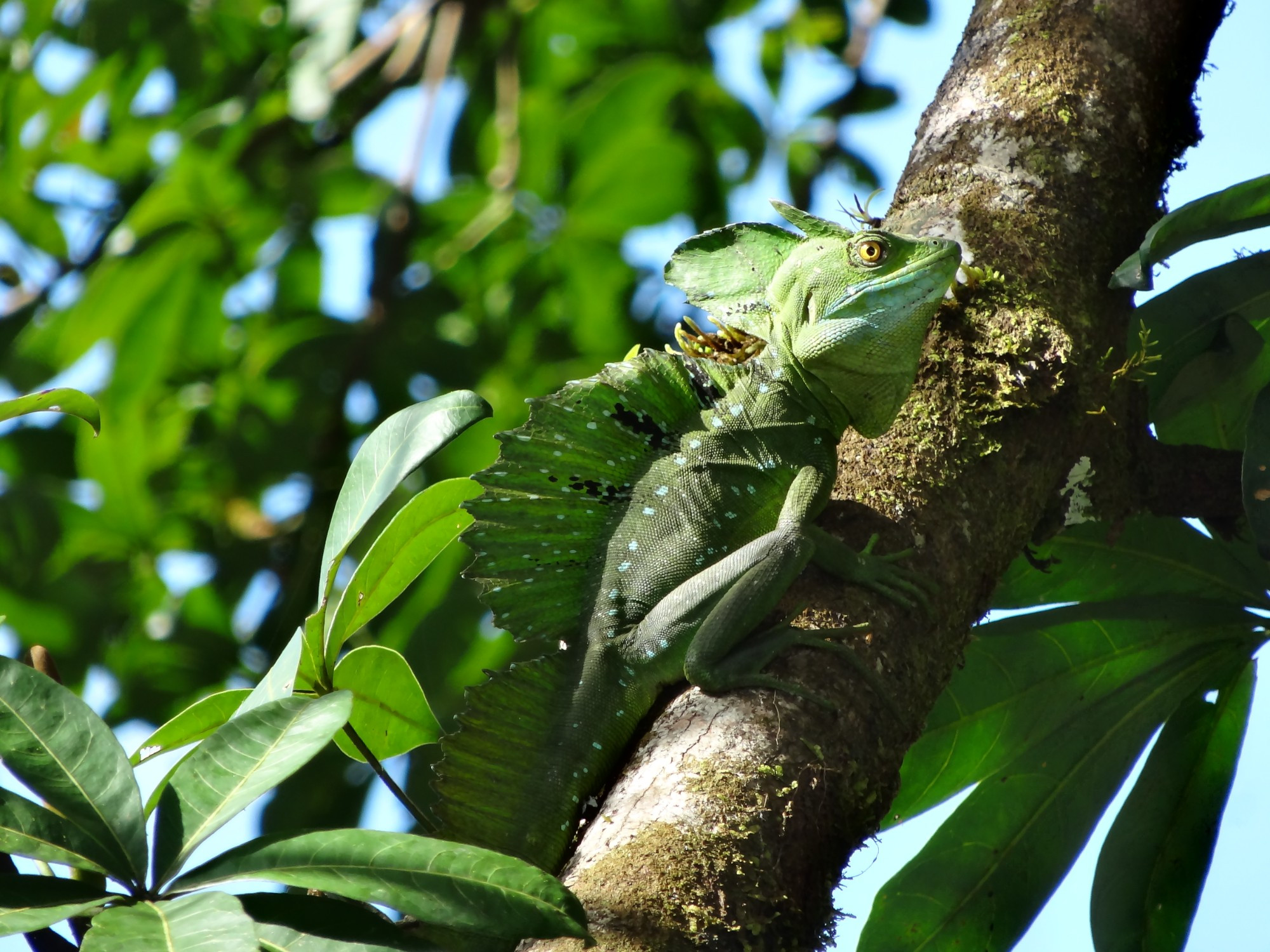 Costa Rica