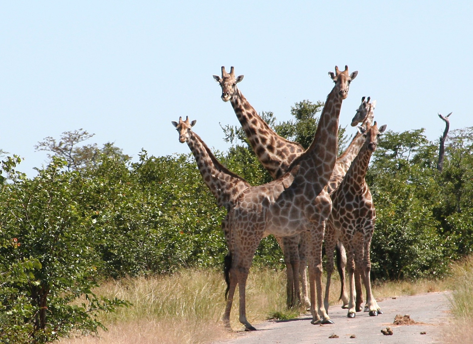 Zimbabwe