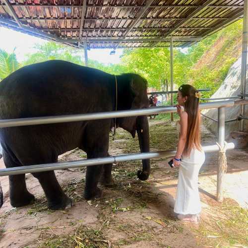 Phuket Elephant Sanctuary