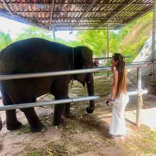 Phuket Elephant Sanctuary photo