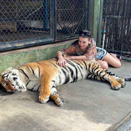 Tiger Kingdom, Thailand