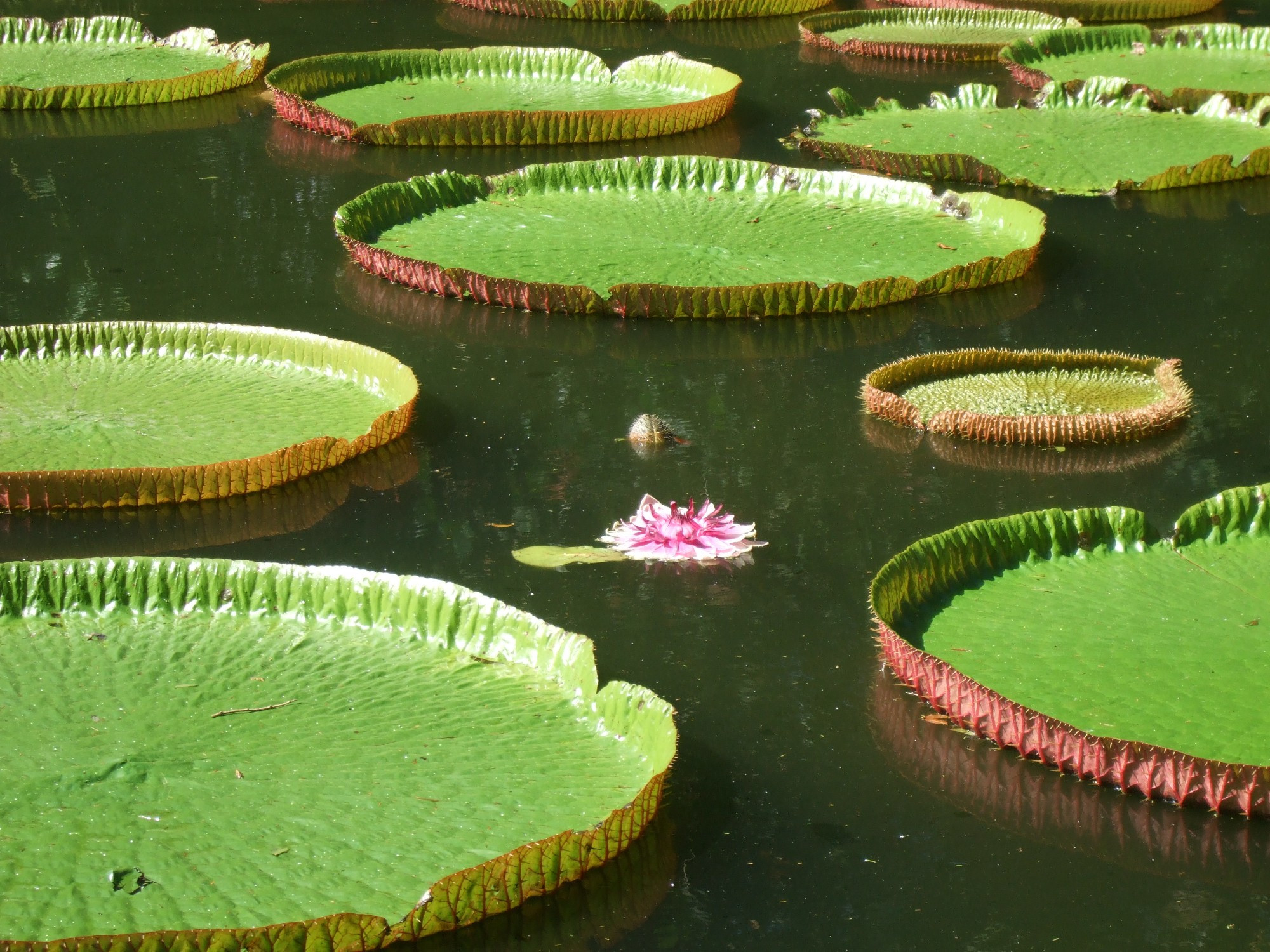 Mauritius